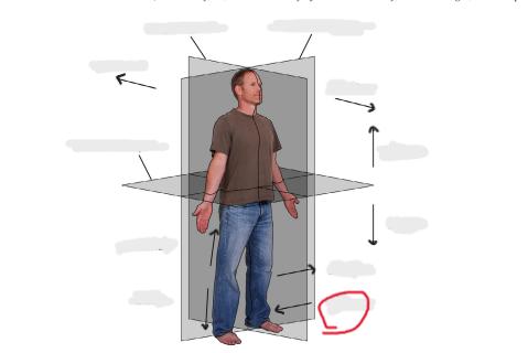 <p>toward midline of body</p>