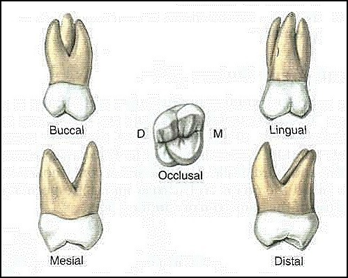 <ul><li><p><span>"12 year molars"</span></p></li><li><p><span>Smaller DB cusp</span></p></li><li><p><span>Buccal groove farther distal than 1st molar</span></p></li><li><p><span>Roots are smaller &amp; more closely together</span></p></li><li><p><span>Buccal Roots are equal length</span></p></li><li><p><span>Root trunk longer so furcation is less cervical</span></p></li><li><p><span>Shorter occlusalcervically, Narrower mesiodistally</span></p></li><li><p><span>increase supplemental grooves</span></p></li><li><p><span>lingual pit usually present</span></p></li><li><p><span>smaller and shorter DL cusp- sometimes not present</span></p></li></ul><p></p>