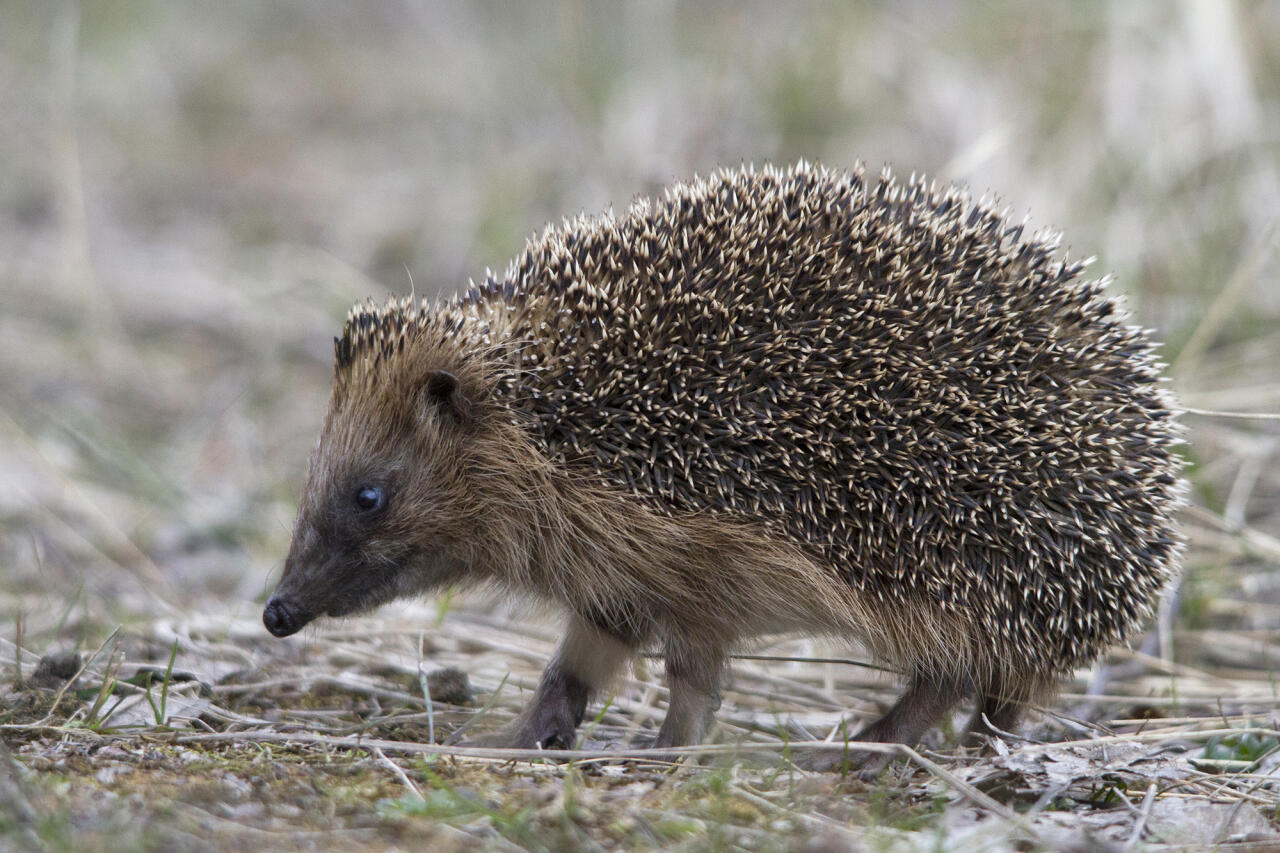 <p><em>Erinaceus europaeus </em></p>