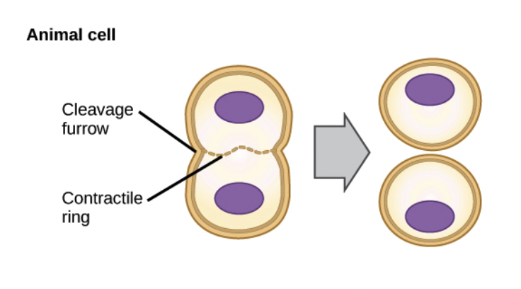 <p><span style="background-color: transparent; font-family: "Proxima Nova", sans-serif;"><span>Microfilaments contract, forming a cleavage furrow</span></span></p>