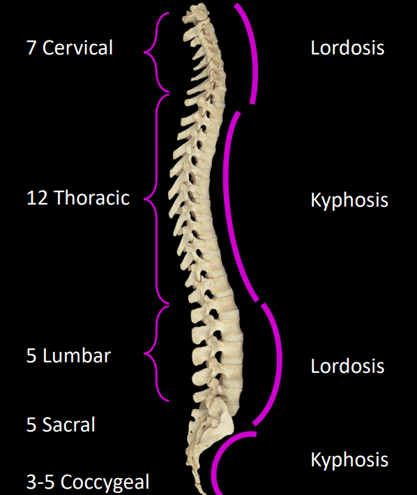 <p>lordosis - convex anteriorly</p><ul><li><p>cervical, lumbar</p></li></ul><p>kyphosis - concave anteriorly</p><ul><li><p>thoracic, sacral/coccygeal</p></li></ul><p></p>
