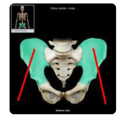 hip bone