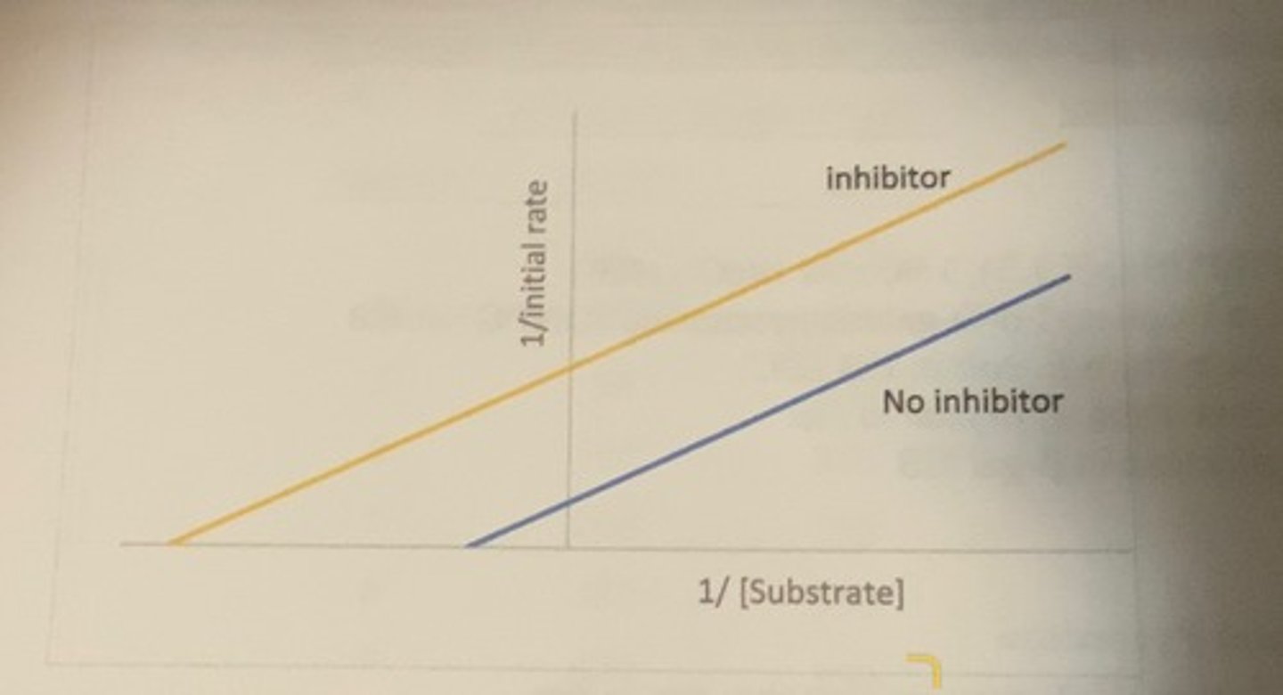 <p>-Vmax is lower</p><p>-lower Km</p>