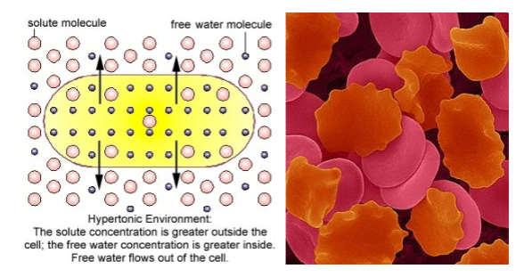 <ul><li><p>solute, higher</p></li><li><p>more, outside, inside</p></li><li><p>moves out, cell, solution</p></li><li><p>shrinks</p></li></ul><p></p>