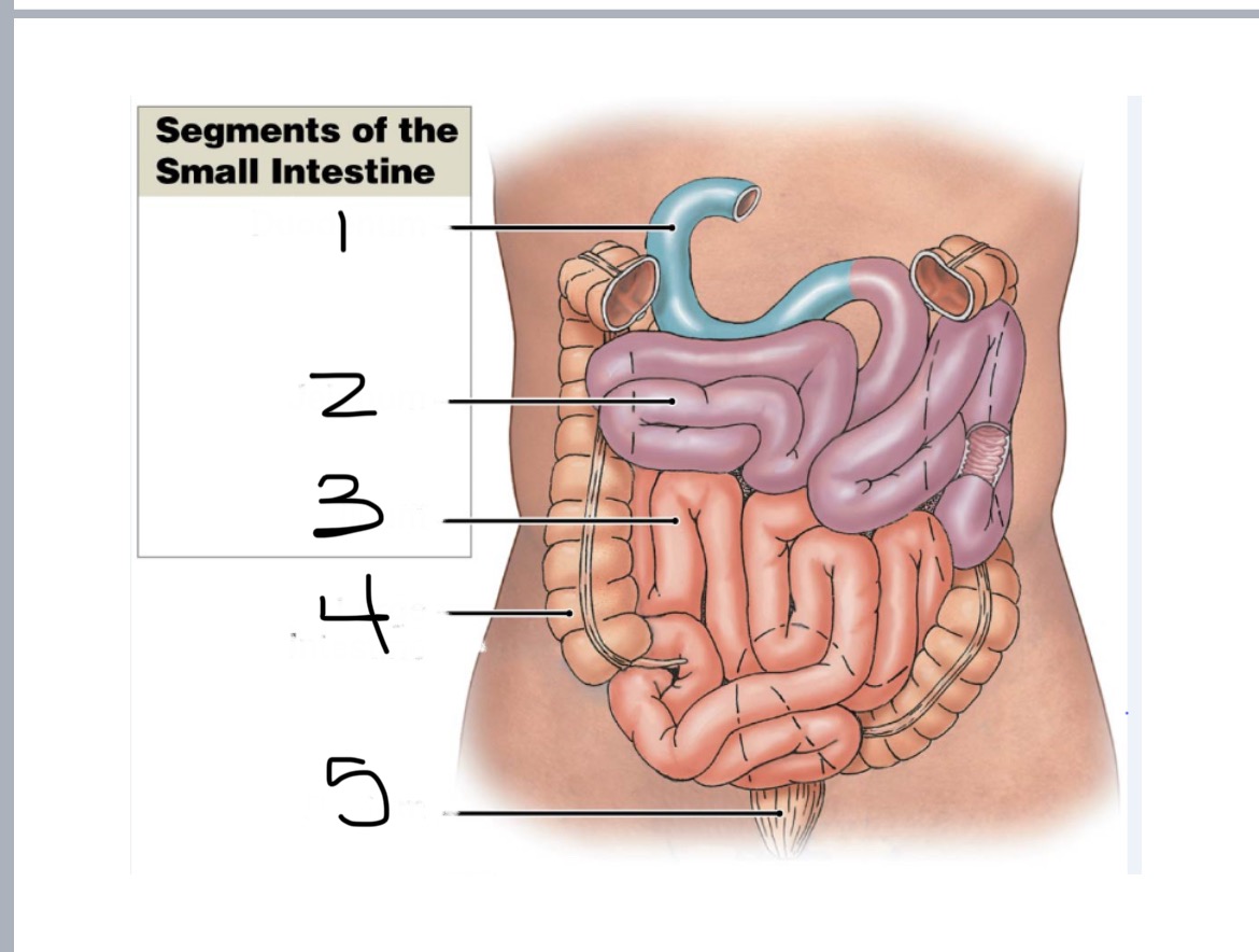 <p>Jejunum </p>