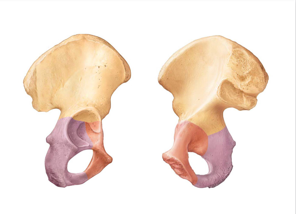 <p>What are the components of the medial spine. label the diagram</p><p></p><ol><li><p><span style="background-color: transparent;"><span>Iliac fossa </span></span></p></li><li><p><span style="background-color: transparent;"><span>Iliac crest</span></span></p></li><li><p><span style="background-color: transparent;"><span>Anterior superior iliac spine</span></span></p></li><li><p><span style="background-color: transparent;"><span>Arculate line</span></span></p></li><li><p><span style="background-color: transparent;"><span>Anterior inferior iliac spine </span></span></p></li><li><p><span style="background-color: transparent;"><span>Posterior superior riliac spine</span></span></p></li><li><p><span style="background-color: transparent;"><span>Auriticular surface</span></span></p></li><li><p><span style="background-color: transparent;"><span>Psteriror inferior iliac spine</span></span></p></li><li><p><span style="background-color: transparent;"><span>Greater sciatic notch</span></span></p></li></ol><ol><li><p><span style="background-color: transparent;"><span>Ischilal spine</span></span></p></li><li><p><span style="background-color: transparent;"><span>Ramus of ischum</span></span></p></li></ol><ol><li><p><span style="background-color: transparent;"><span>Pectineal line</span></span></p></li><li><p><span style="background-color: transparent;"><span>Location of pubic symphasis</span></span></p></li></ol><p></p>