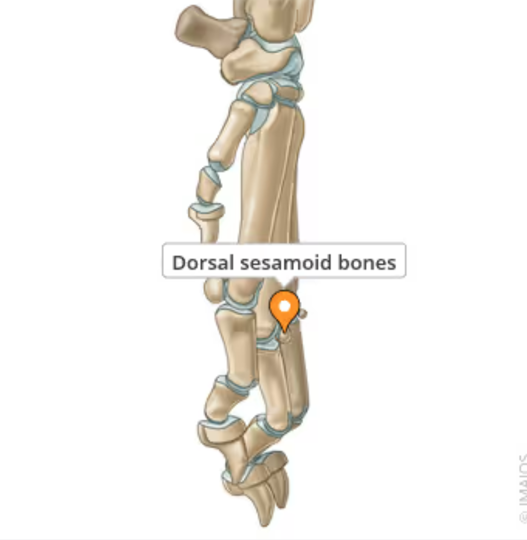 <p>small bones located on the dorsal surface of the paw, found within the extensor tendons of the metacarpophalangeal and metatarsophalangeal joints. In some animals (particularly dogs), the dorsal sesamoid bone in the carpus is a normal structure routinely found in radiographs. In other cases, they might be partialy or completely cartilaginous at birth. </p>
