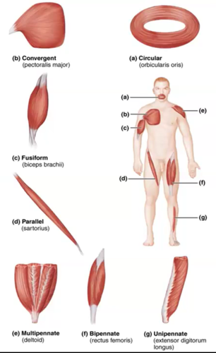 <ul><li><p>convergent</p></li><li><p>circular</p></li><li><p>multipennate</p></li><li><p>parallel</p></li><li><p>fusiform</p></li><li><p>unipennate</p></li><li><p>bipennate</p></li></ul><p></p>