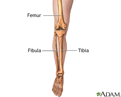 <p>The smaller of the two bones in the lower leg, located alongside the tibia, it helps stabilize the ankle and supports the muscles of the lower leg. </p>