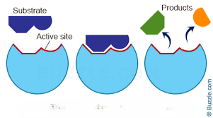 <p>proteins: biological catalysts, speed up chemical reactions, lock and key mechanism</p>