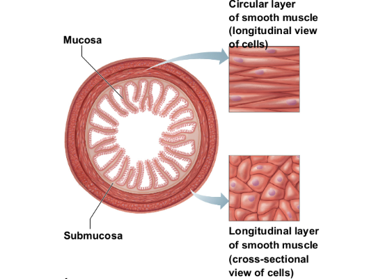 <ul><li><p><strong>No striations</strong></p></li><li><p>I<strong>nvoluntary</strong>—no conscious control</p></li><li><p>Found mainly in the <strong>walls of hollow visceral organs</strong></p></li><li><p>(such as <em>stomach, urinary bladder, respiratory</em></p></li><li><p><em>passage</em>s)</p></li><li><p><strong>Spindle-shaped fibers that are uninucleate</strong></p></li><li><p>Contractions are<strong> slow and sustained</strong></p></li></ul><p></p>