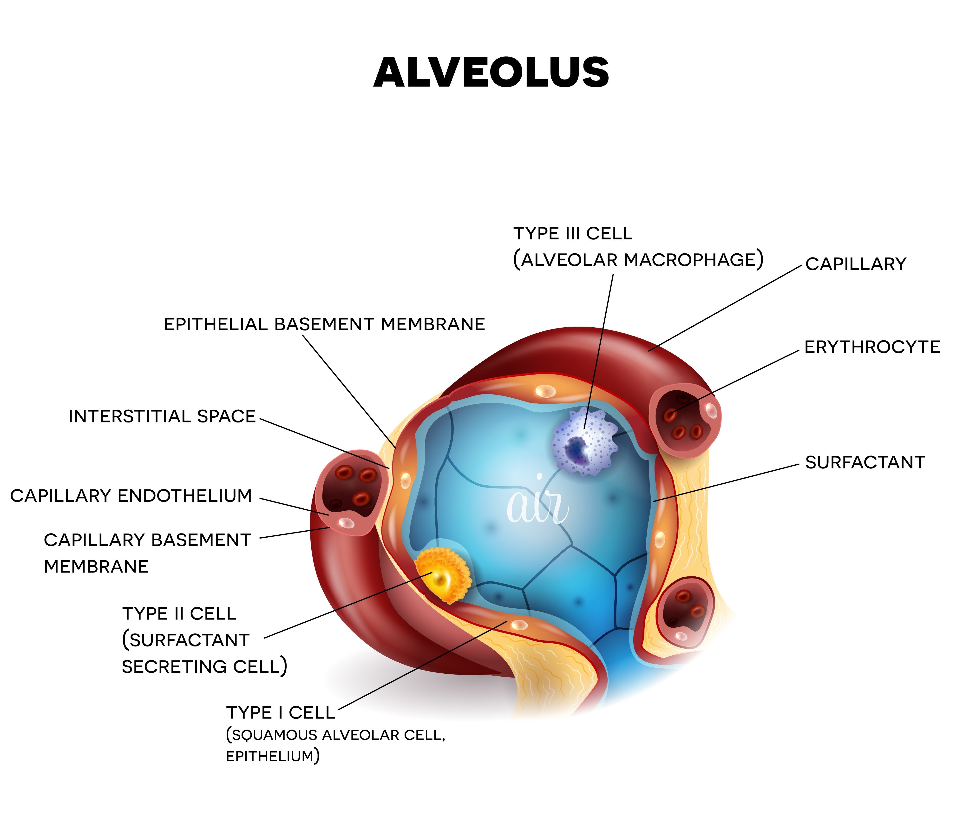<p>Cuboidal cells that secrete surfactant to reduce surface tension in the alveoli</p>