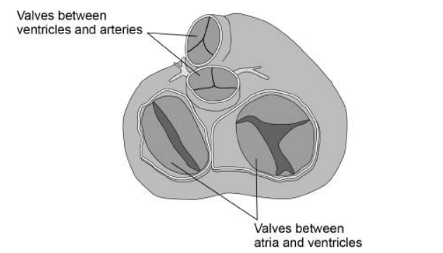 <p>The image below shows heart valves during one stage of a cardiac cycle. Ventricles are visible through the open valves. </p><p>What can you conclude from the appearance of valves in the image above about heart muscle activity and blood movement between: </p><p>1. ventricles and arteries? (2) </p><p> 2. atria and ventricles? (2) </p>