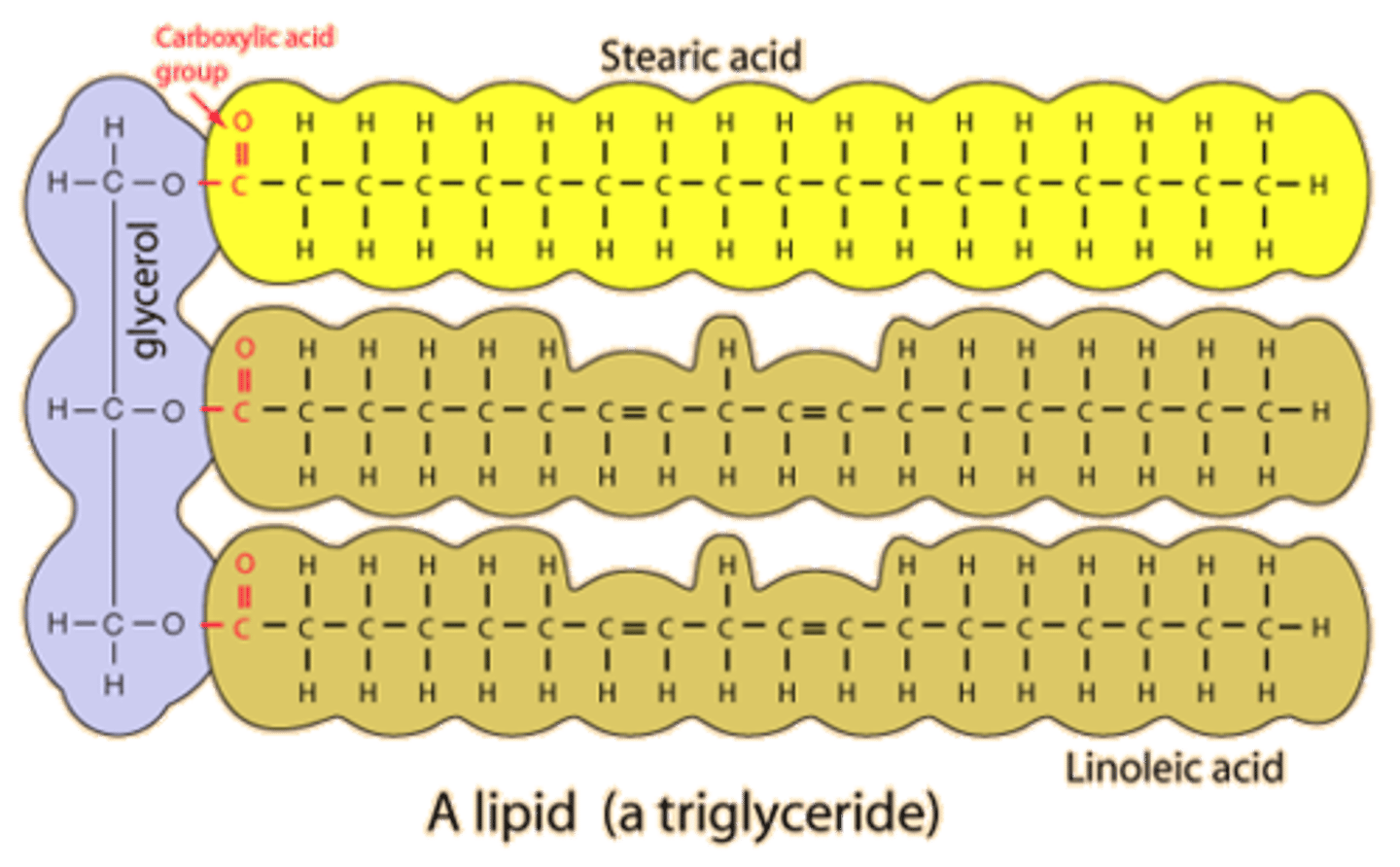 <p>- Water insoluble (long hydrocarbon chains)</p><p>- Important in energy storage</p><p>- Contain twice as much energy as a polysaccharide</p><p>- Made of glycerol and fatty acids</p>