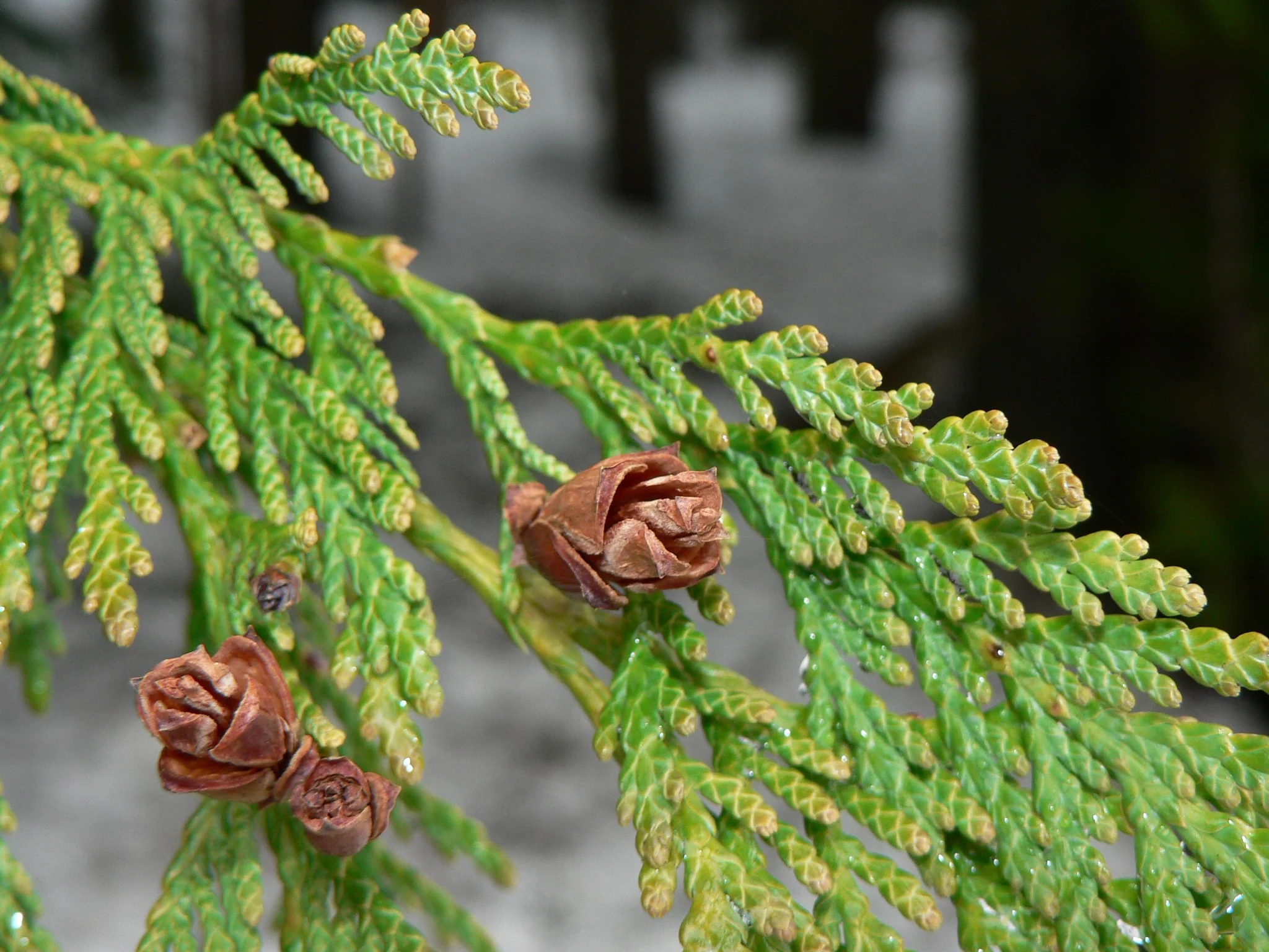 <p>Not as fluffy and full as incense cedar: more like a christmas tree shaped leaves</p>