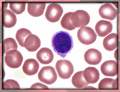 <p>(agranulocyte)</p><p>BIG round, uniform dark violet nucleus</p>