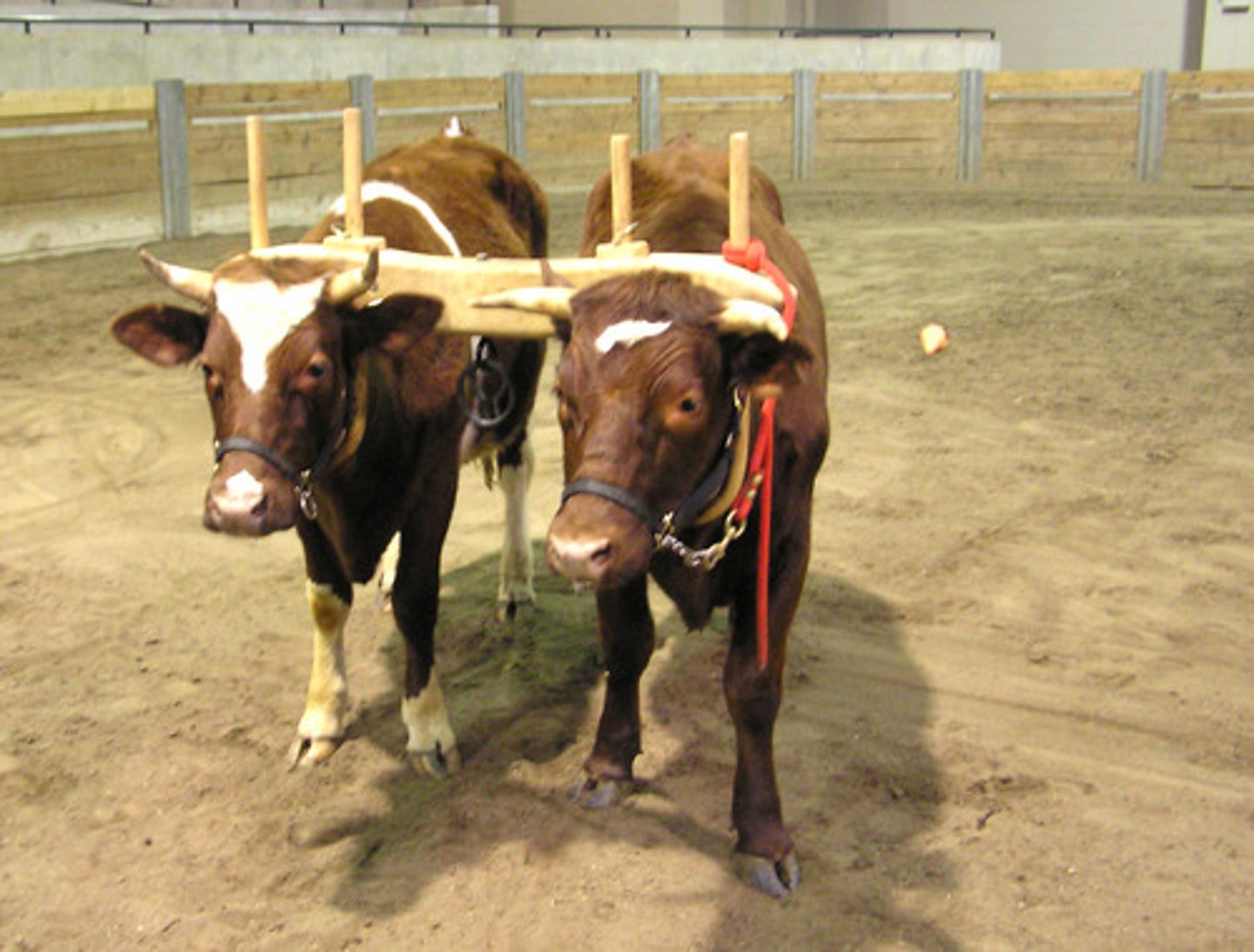 <p>a device that allows animals (horses, oxen) to pull heavy carts or plows. This of course increases crop yields and the amount of trade</p><p>Arab invented for camels</p>