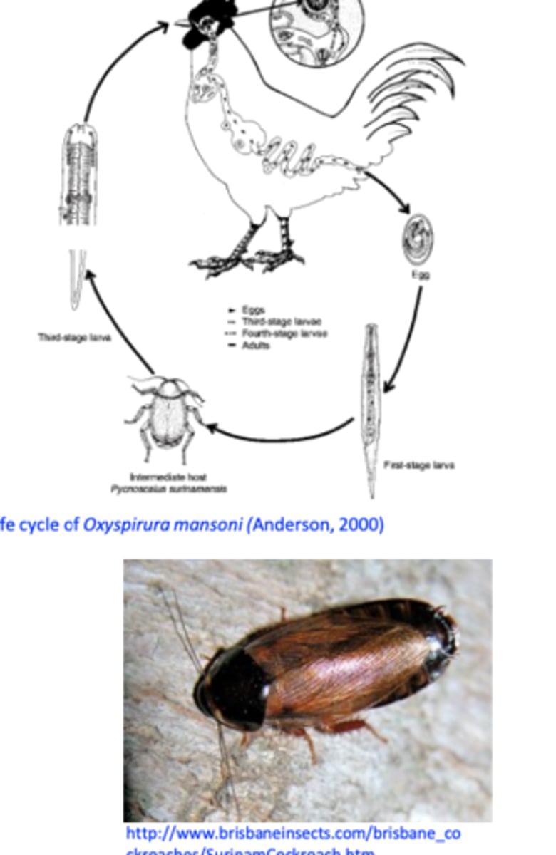 <p>Intermediate host: cockroaches</p><p>Eggs are deposited in the eye =&gt; secretions =&gt; lachrymal ducts =&gt; mouth =&gt; swallowed =&gt; passed in the faeces;</p><p>Eggs are ingested by the cockroaches =&gt; in about 50 days the larvae reach the infective stage;</p><p>Cockroaches are ingested by the birds =&gt; larvae leave the cockroaches in the crop =&gt; up to the esophagus =&gt; mouth =&gt; lachrymal ducts =&gt; eye.</p>