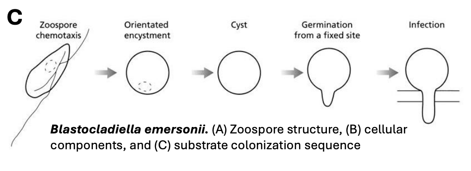<ul><li><p><strong>Zoospore chemotaxis </strong>(to locate sites of encystment)</p></li><li><p><strong>Oriented encystment</strong></p><ul><li><p>When zoospore positions itself properly on host/substrate, shedding its flagella, growing</p></li></ul></li><li><p><strong>Cyst </strong>(spore without tail but with vesicles mobilized and stuck to substrate)</p></li><li><p><strong>Germination from a fixed site</strong></p></li><li><p><strong>Infection </strong>via germ tube/hyphal structure/infection peg</p></li></ul><p></p>
