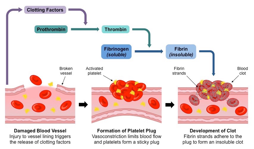 <p>Platelets form a temporary plug → they release clotting factors → the enzyme thrombin is released → thrombin catalyzes the soluble protein fibrinogen to turn into insoluble fibrin → fibrin forms a sticky barrier that traps platelets and blood cells together → this forms a gel that dries to form a scab</p>