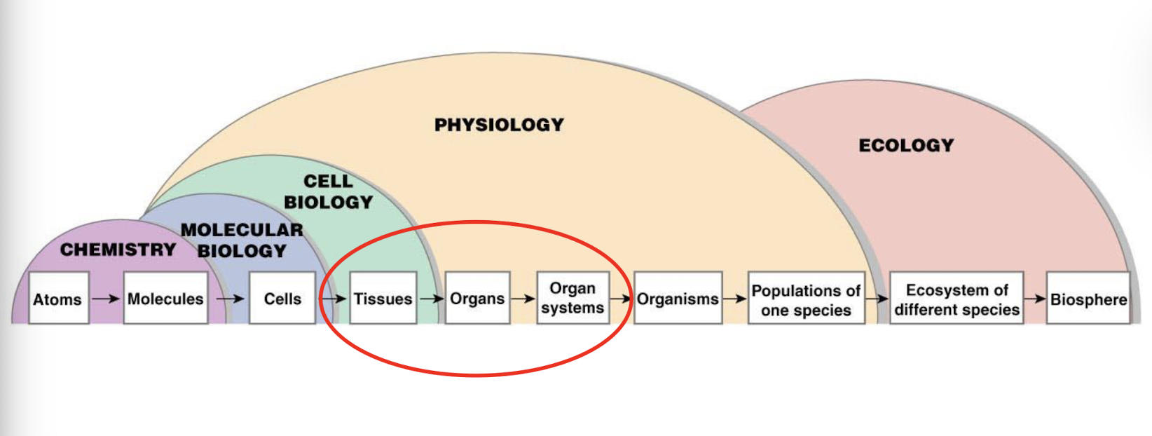 <p>how molecules, cells, tissues, and organs work together to make animals function</p>