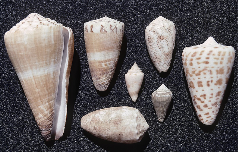 <p>What phylum, class, subclass, and family is this organism? What habitat and feeding corresponds to them?</p>