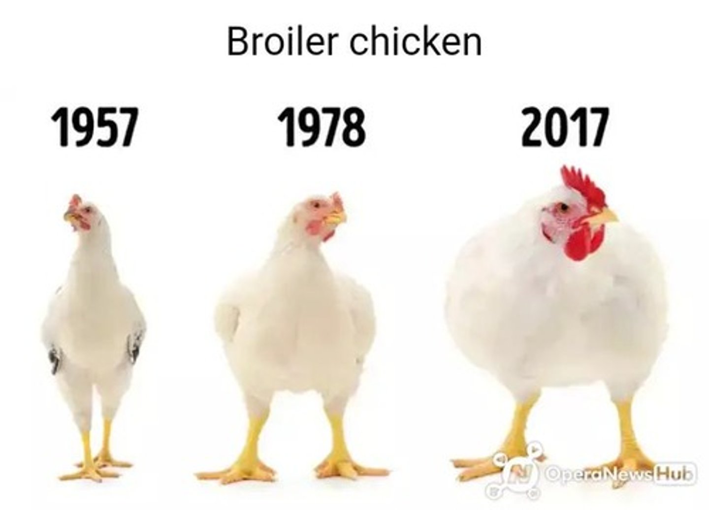 <p>Chickens raised specifically for meat production.</p>