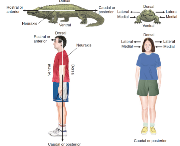 Directional Terms