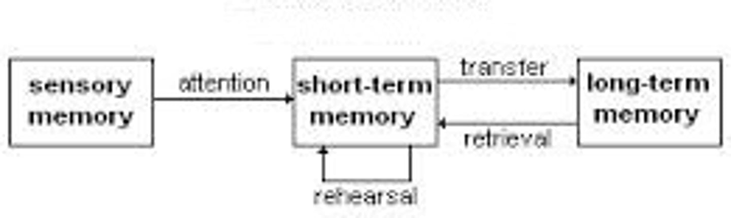 <p>sensory memory<br>short-term memory (STM) <br>long-term memory (LTM).</p>