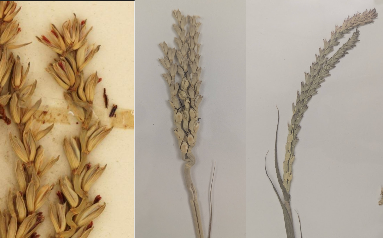 <p>Male and female spikelets</p><p>Female on bottom, look like pea pods</p><p>Rachis is super wavy up top</p>