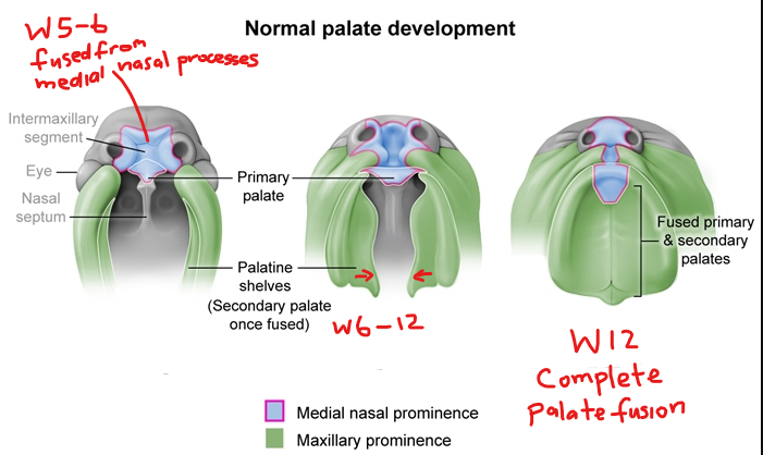 <ul><li><p>5-6th week = primary palate development → intermaxillary segment fuses with medial nasal process</p></li><li><p>6th-12th week = Secondary palate development → fused palatal shelves from maxillary processes </p></li><li><p>12th week = finalizing palate → fusion of all 3 processes </p></li></ul><p></p>
