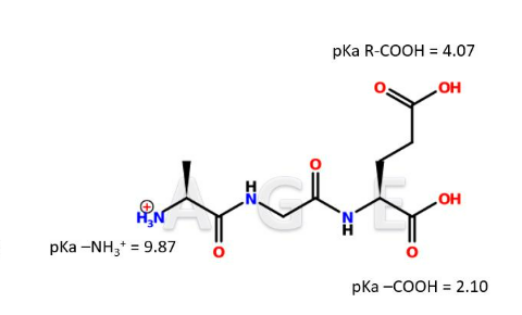<p><strong>IClicker: </strong>To which pH do you think the tripeptide A-G-E is exposed in the image below?</p><p>(A) pH = 1&nbsp;</p><p>(B) pH = 3</p><p>(C) pH = 7</p><p>(D) pH = 9</p><p>(E) pH = 11</p>