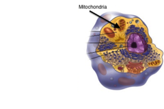 eukaryotic
animal & plant cells
2 membranes (inner is bigger), has own DNA
cell respiration (food to energy)
capture & release energy