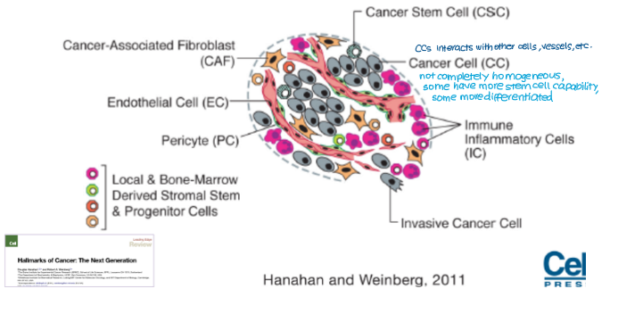 <p>Interaction between cancer cells, the stroma and immune system.</p>