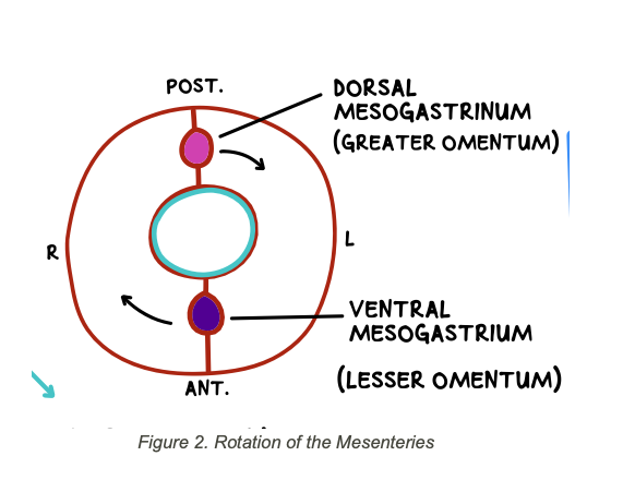 <p><span>Further rotation will bring the ventral mesogastrium to the right side and the dorsal mesogastrium to the left side</span></p><p><span>o This explains why the liver is located on the right side of the body, and the spleen is located on the left side</span></p>