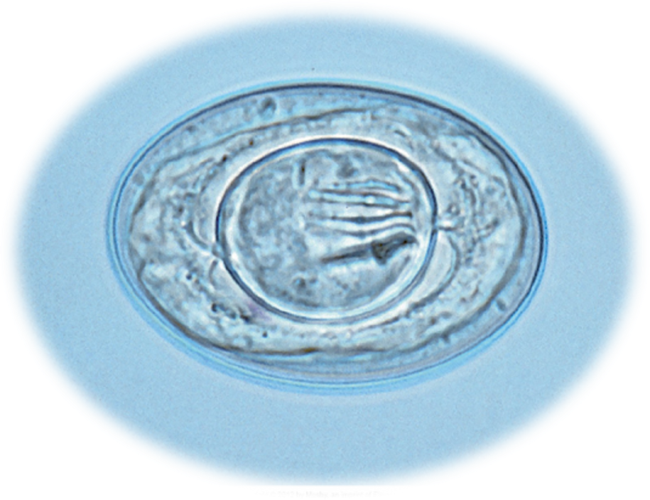 <p>mice, rats, gerbils, hamsters, dogs, and humans I. host none small intestine ZOONOTIC postmortem in small intestine</p>