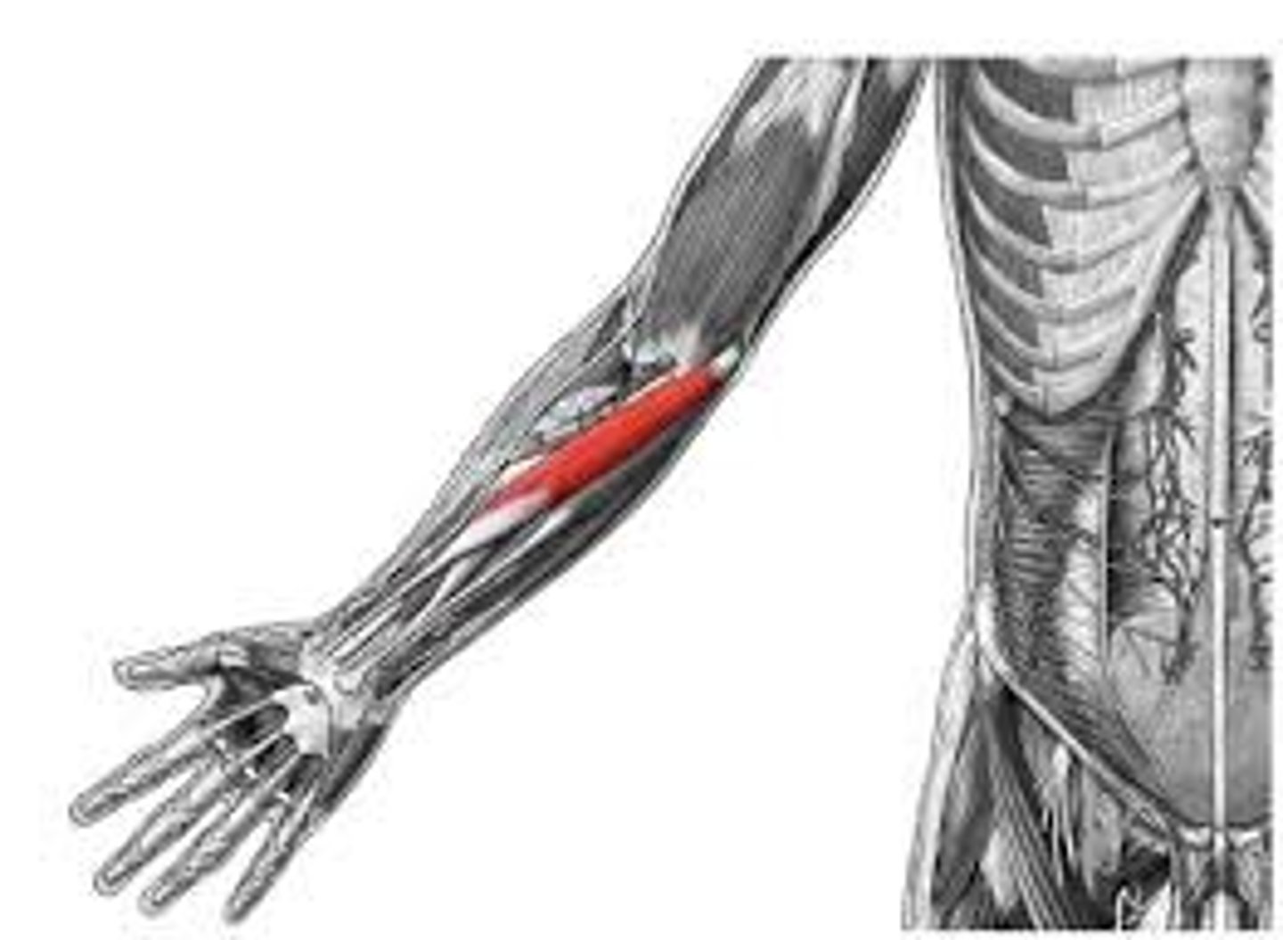 <p>Origin: medial epicondyle of humerus</p><p>Insertion: 2nd and 3rd metacarpals</p><p>Action: flexes and abducts wrist</p>