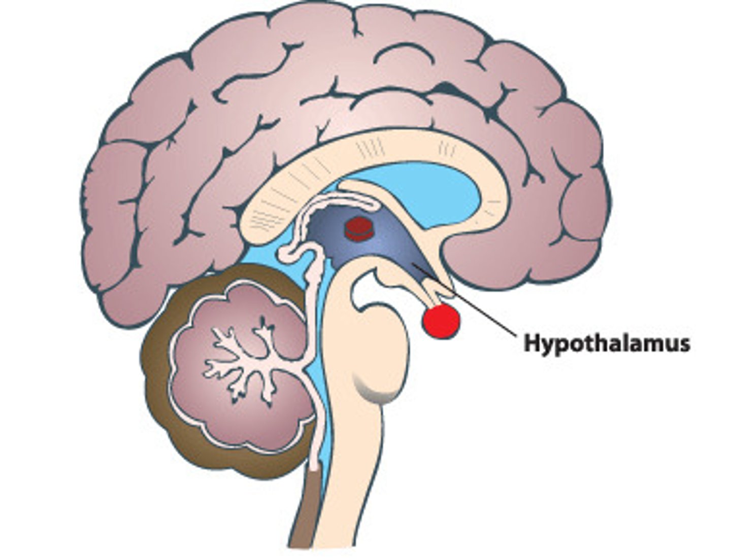 <p>A region in the brain called the hypothalamus analyzes the information recieved from receptors and then determines the appropriate response or course of action</p>