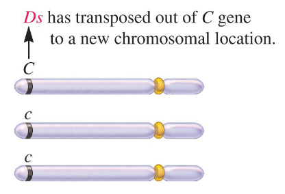 <p>Fill in the blank…</p><p>McClintock found that Ds was in the ( ) of a gene affecting kernel color, where C provided a dark red color while c produced a colorless kernel. The kernels are triploid and she found that that kernel with Ds was colorless with red sectors. She proposed two things…</p><p>1) The colorless background of the kernel was due to the transposition of Ds into the ( ) allele, inactivating it.</p><p>2) In a few cells, Ds occasionally transposed out of the allele during growth, rejoining the two parts of the allele and restoring its ( ). This produced red sectors of the kernel.</p>
