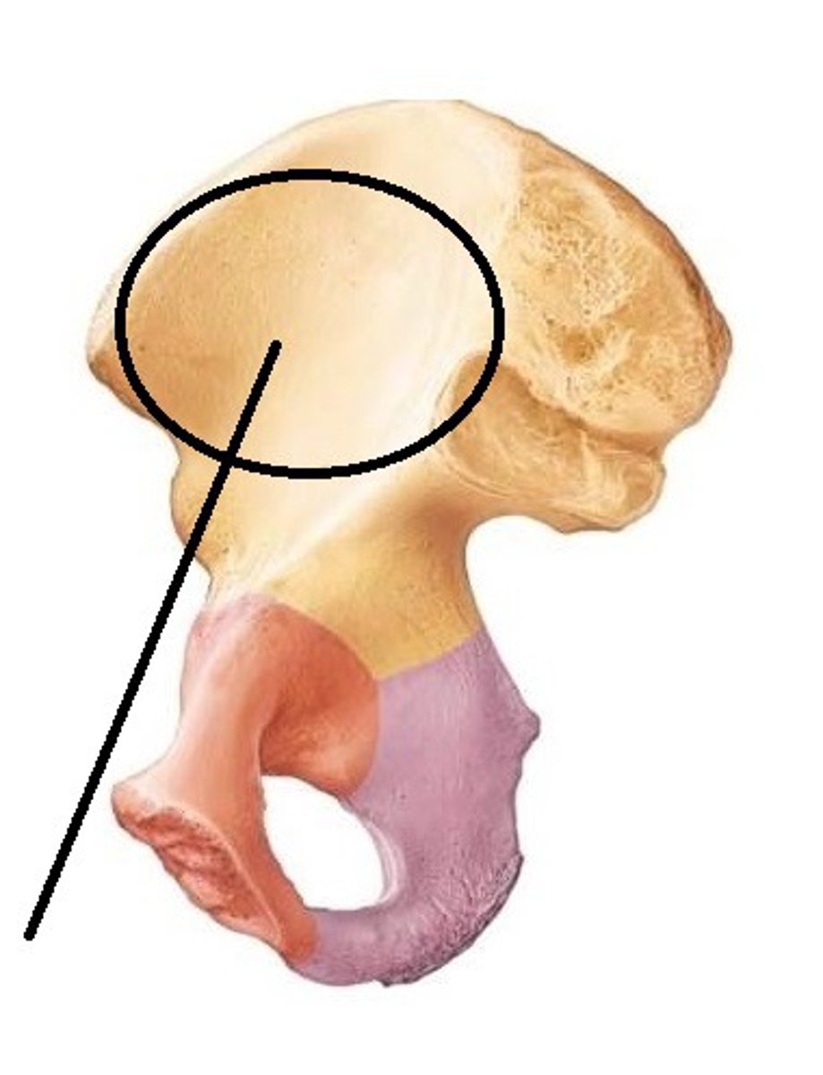 <p>wing of ilium</p>