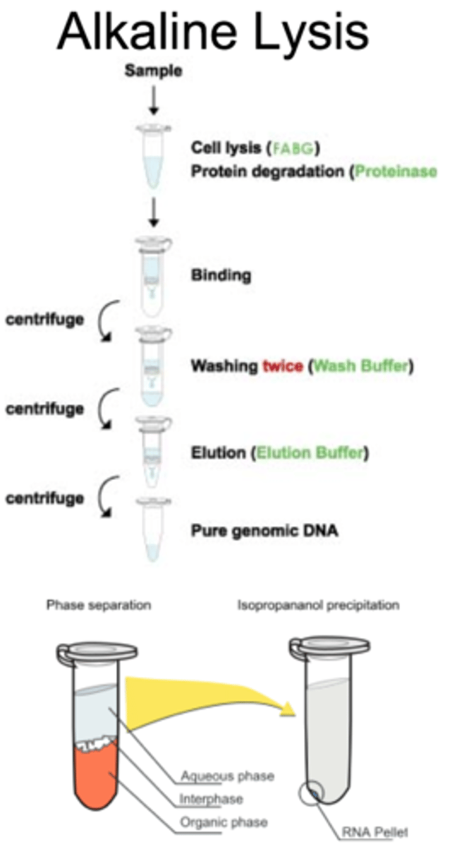 <p>uses SDS to break up phospholipid bilayer and NaOH to dissolve structural proteins</p><p>-------------------------------</p><p>HANDOUT notes:</p><p>- takes advantage of the fact that the plasmids are relatively small, supercoiled DNA molecules and bacterial chromosomal DNA is much larger and less supercoiled</p>
