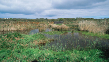 <p>Wetlands</p>