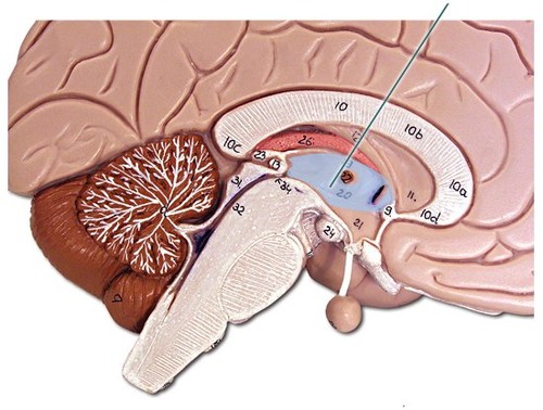 <p>middle portion of diencephalon which relays sensory impulses up to the sensory cortex (aka the cerebrum); regulates sleep and consciousness</p>