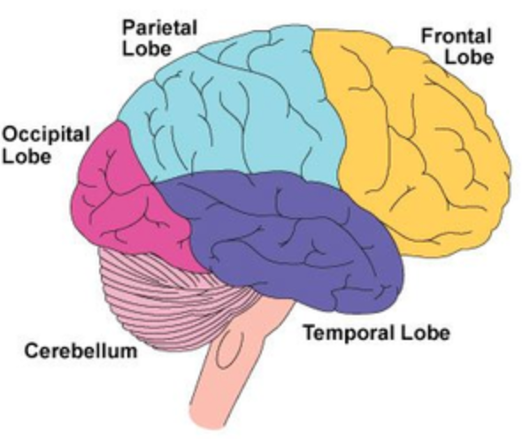 frontal lobe

motor cortex

sensory cortex 

parietal lobe 

occipital lobe 

temporal lobe- above ear 

cerebellum- below temporal lobe 

broca and werniche area both on left side 