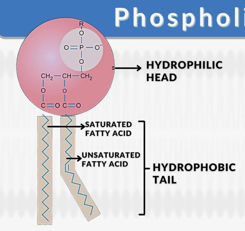 <p>phospholipids in a bilayer are..?</p>