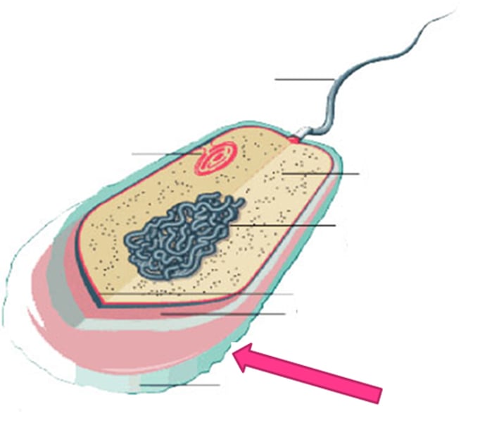 <p>A sticky layer that surrounds the cell walls of some bacteria, protecting the cell surface and sometimes helping to glue the cell to surfaces.</p>