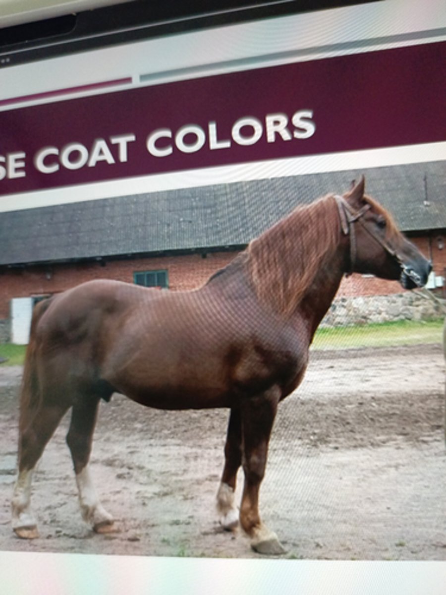 <p>-very dark-reddish brown, common in Morgan horse</p>