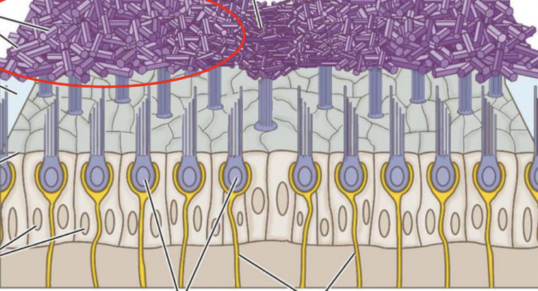 <p>what are these on the otolith membrane and what do they do?</p>
