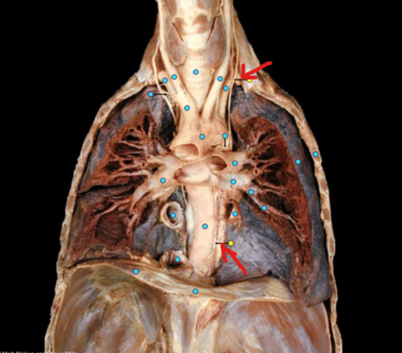 knowt flashcard image