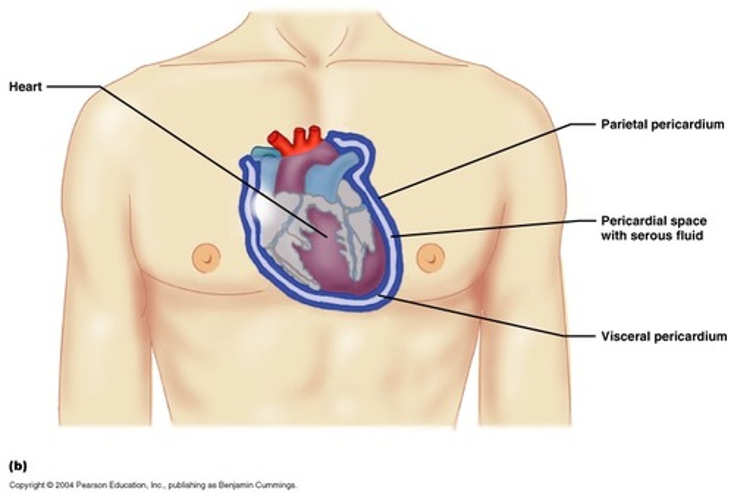 <p>The serous membrane that lines the pericardial cavity.</p>